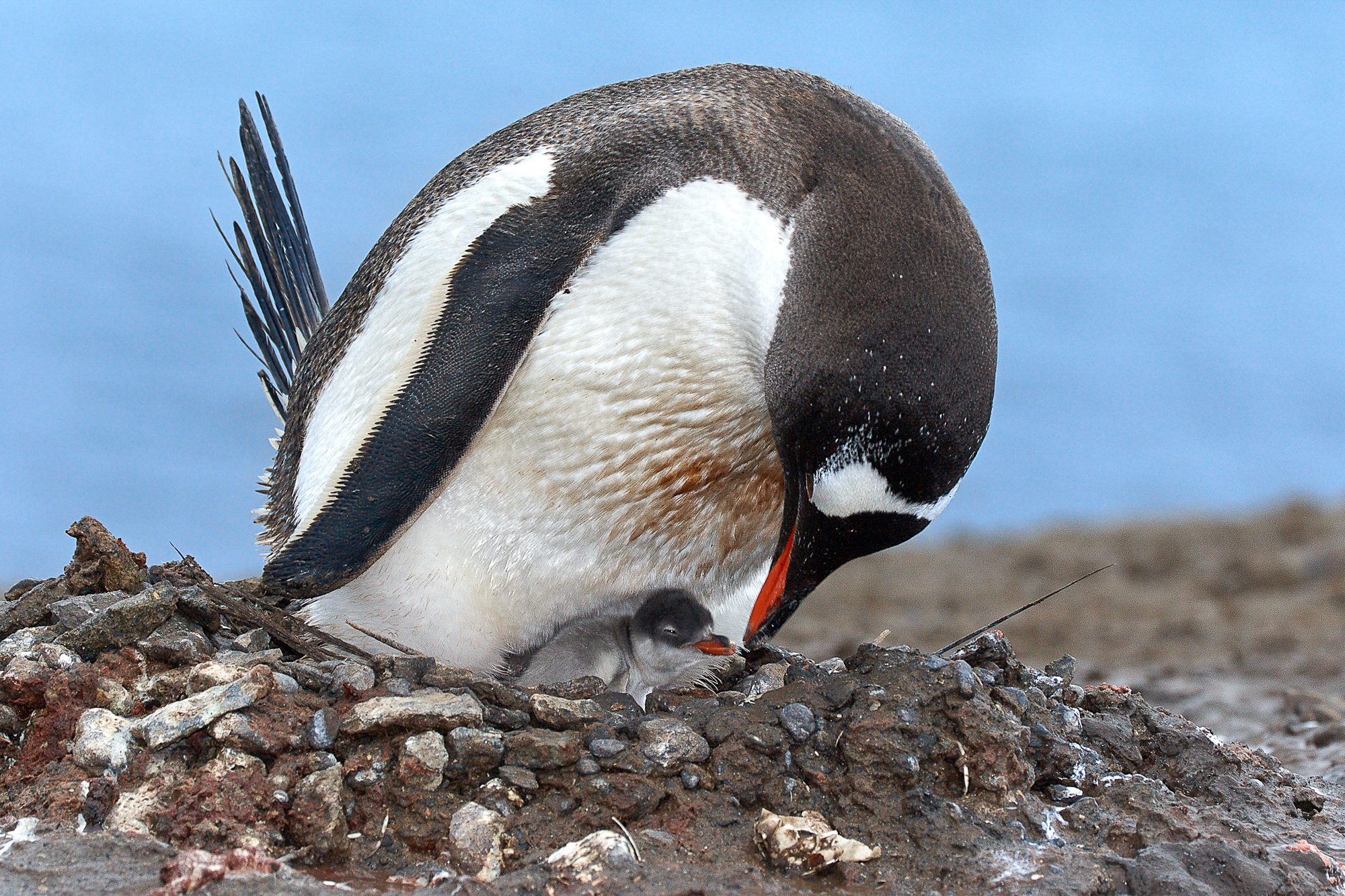 gentoo penguin with chick
